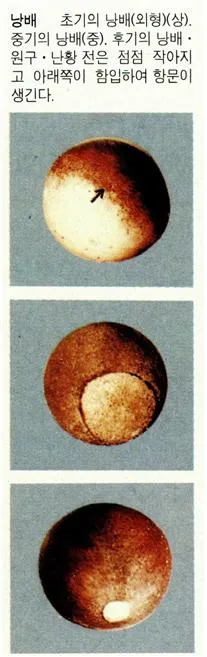 낭배(gastrula, 囊胚)