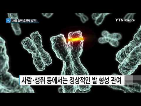 [사이언스 TV] '사족' 사라지게 만든 핵심 유전자 발견
