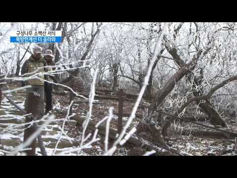 [사이언스 TV] 소백산에 구상나무 집단 서식…기후변화 영향