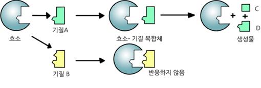 기질특이성