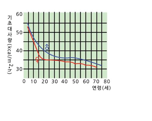기초대사량