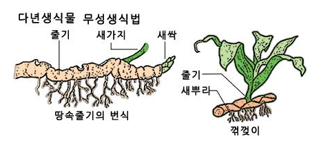 꺽꽂이