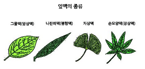 나란히맥