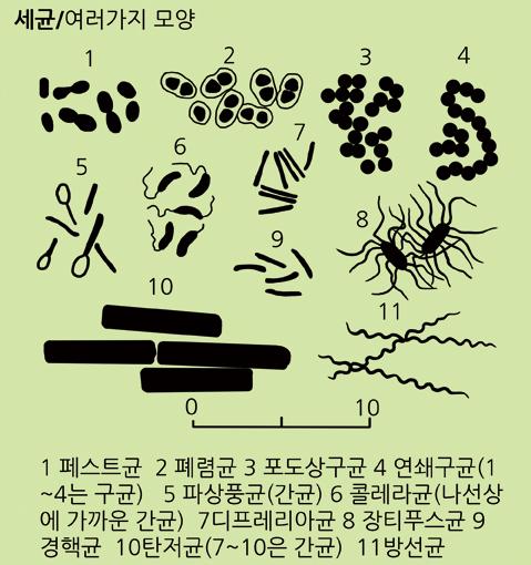 나선균