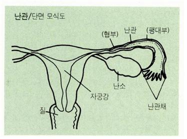 난관