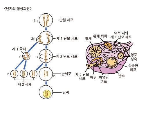 난모세포