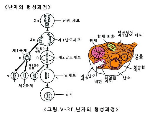 난자