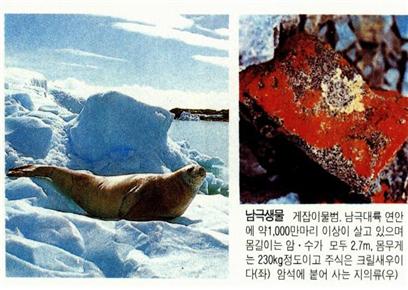 남극생물