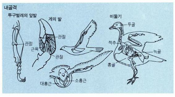 내골격