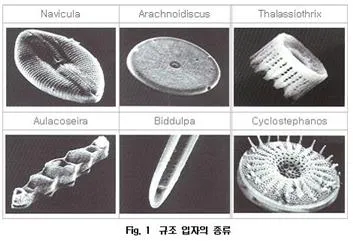 규조토 [diatomaceous earth, 硅藻土]