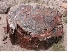 규화목 [Petrified wood, 硅化木]
