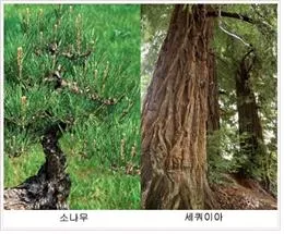 극지제삼기식물군 [arctic tertiary flora, 極地第三紀植物群]
