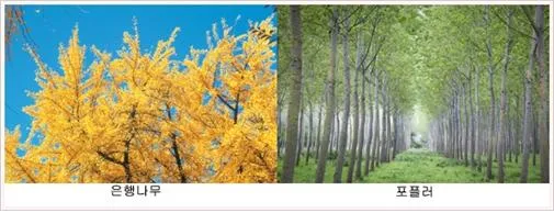 극지제삼기식물군 [arctic tertiary flora, 極地第三紀植物群]