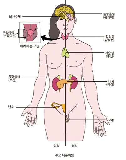 내분비 교란 물질(endocrine disrupting(ED) / endocrine disrupting chemical(EDC), 內分泌攪亂物質)