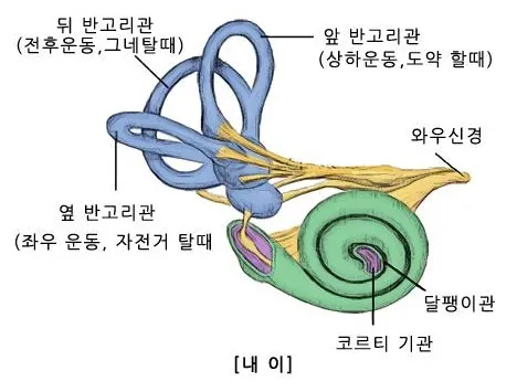 내이(inner ear, 內耳)