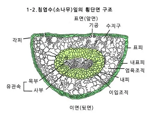 내피[endodermis, 內皮]