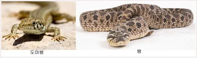 냉혈동물(cold blooded animal, 冷血動物)