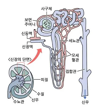 네프론(nephron)