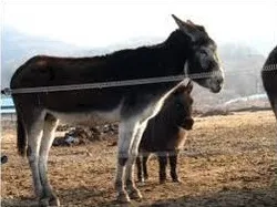 노새(mule, Equus asinus(♂)×E. caballus(♀))