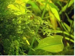 녹조류(green algae, 綠藻類)