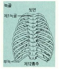 늑골 [rib, 肋骨]