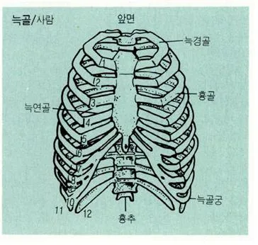 늑골 [rib, 肋骨]