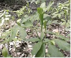 천남성[天南星, Arisaema amurense var. serratum]