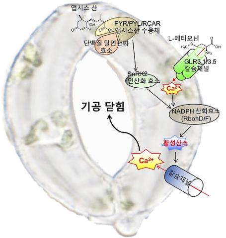 [사이언스타임즈] 식물의 기공 열고 닫는 단백질 발견