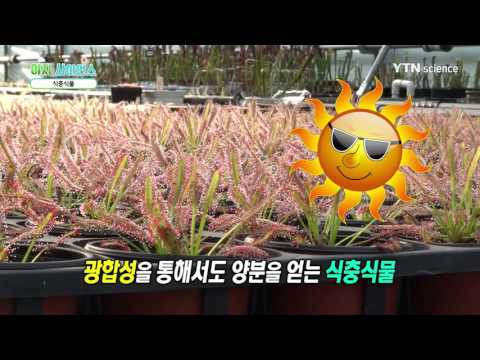 [사이언스 TV] 뿌리와 잎의 기능, 식충식물, 기능성식물