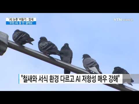 [사이언스 TV] AI 눈총' 비둘기·참새 우린 AI 잘 안 걸려요