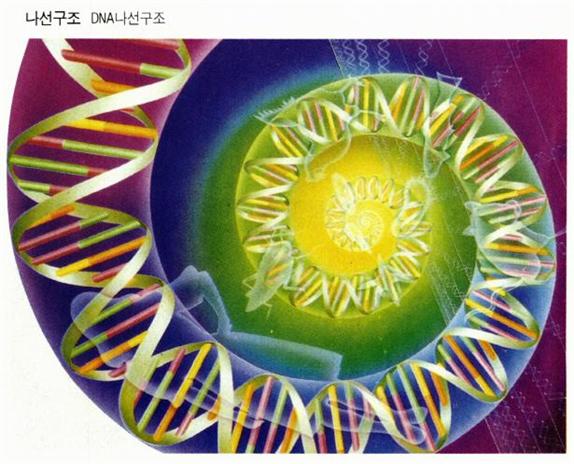 나선구조