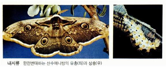 내시류