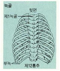 늑골