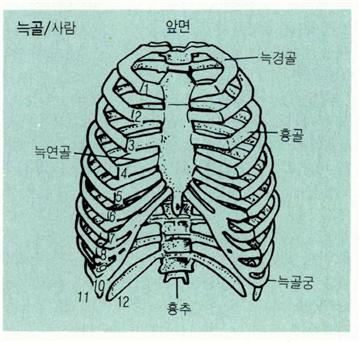 빅늑골