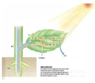 광합성 [Photosynthesis, 光合成]