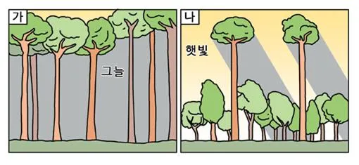 교목층 [tree layer, 喬木層]