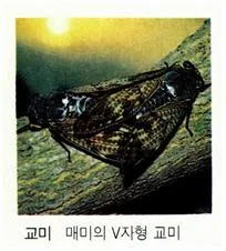 교미 [copulation, 交尾]