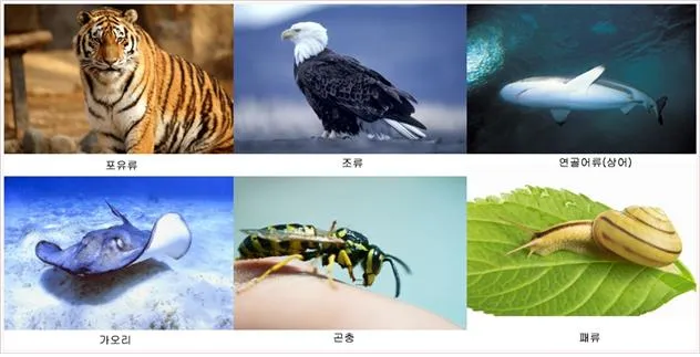 교미기  [copulatory organ, 交尾器]