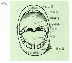 구강 [Oral cavity, 口腔] 