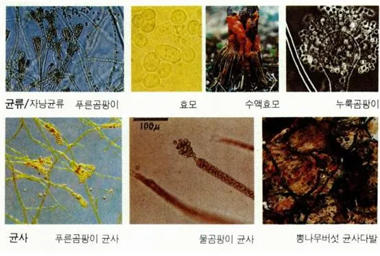 균류 (fungi)