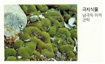 극지식물 [arctic plants, 極地植物] 
