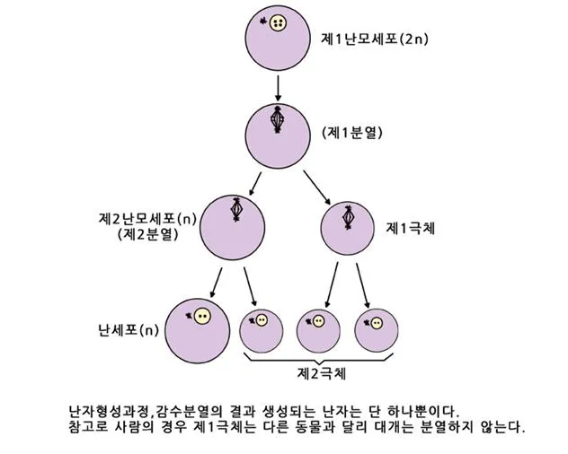 극체 [polar body / polocyte, 極體]