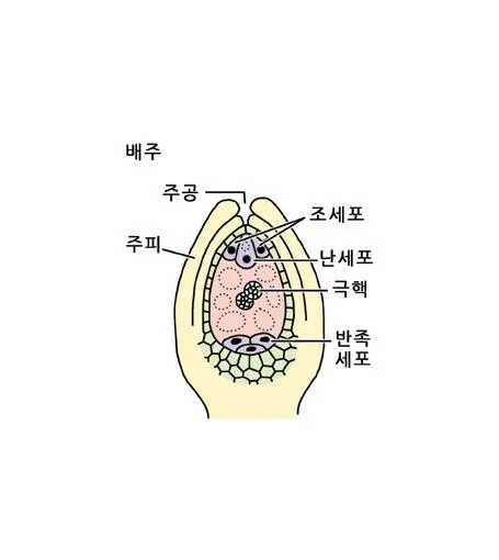 극핵 [Polar nucleus, 極核]