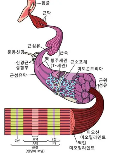 근육 원섬유 [Myofibril, 筋肉原纖維]