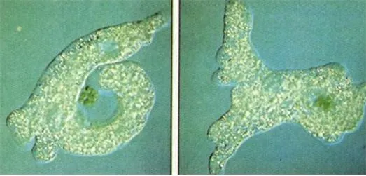근족충류 [Rhizopoda, 根足蟲類]