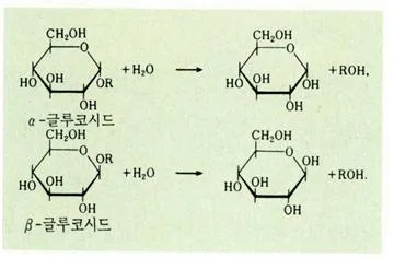 글루코시다아제 (glucosidase)