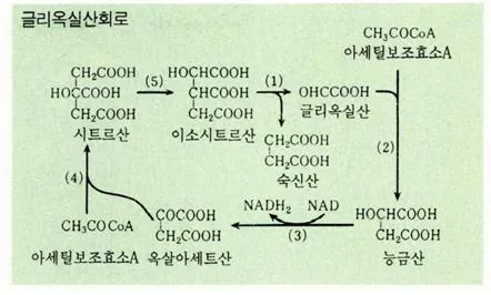 글리옥실산회로 [glyoxylate cycle, -酸回路]