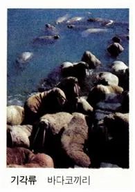기각류 [Pinnipeds, 鰭脚類]