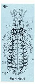 기관 [trachea, 氣管]