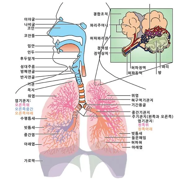 기관계 [organ system, 器官系] 